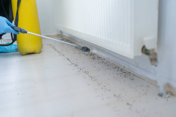 Best Cockroach Control Services  in Fairmount, CO